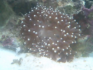 This guy was another hasty purchase.  He was cute, and cheap, and bleached about a week later....