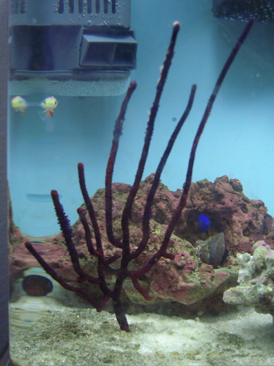 This big bully ended up killing off most of my tank.  He also released a toxin that turned my hand,...