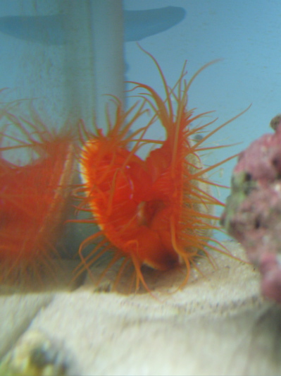 My new Flame Scallop is fun to play with.  We have a LED flashlight that&#039;s somewhat bluish....