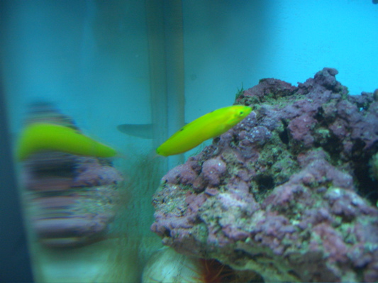 He&#039;s actually been with me since version 3.0 after the attack of the killer coral, but I...
