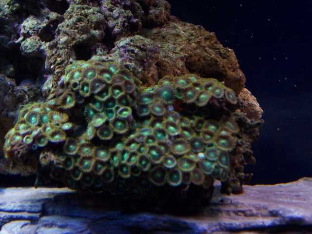 Green zoo&#039;s