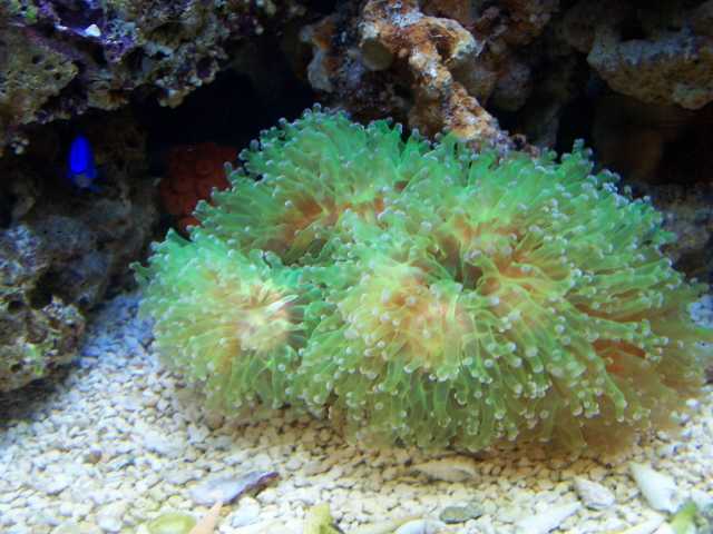 frogspawn 09/2006