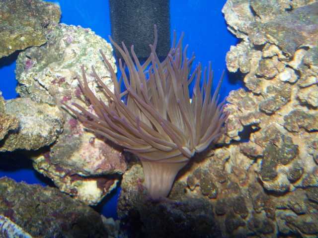 Purple tip Condylactis
