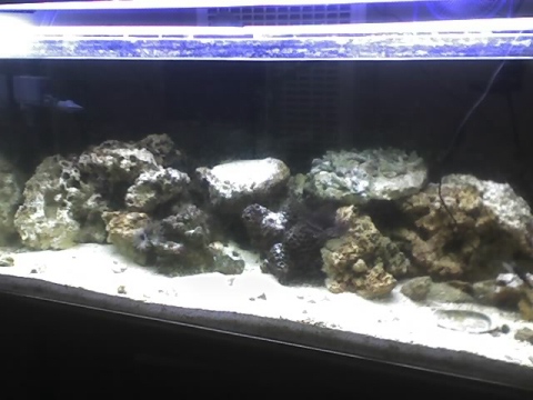 The first reef tank...<br />
Kinda empty at the moment thou