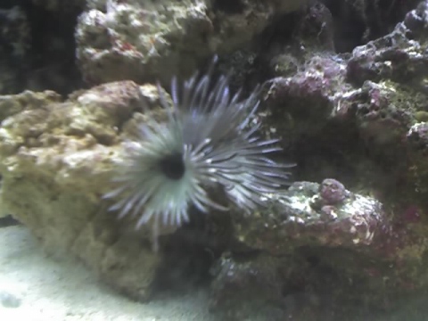My white/black feather duster