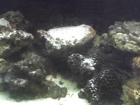 The future bed of a clam...