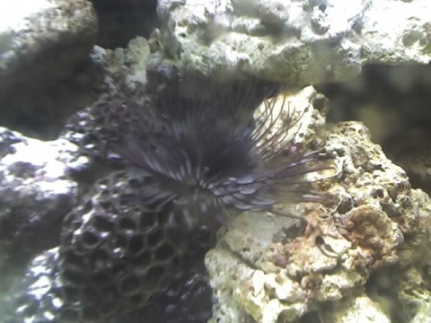 My burg/white feather duster