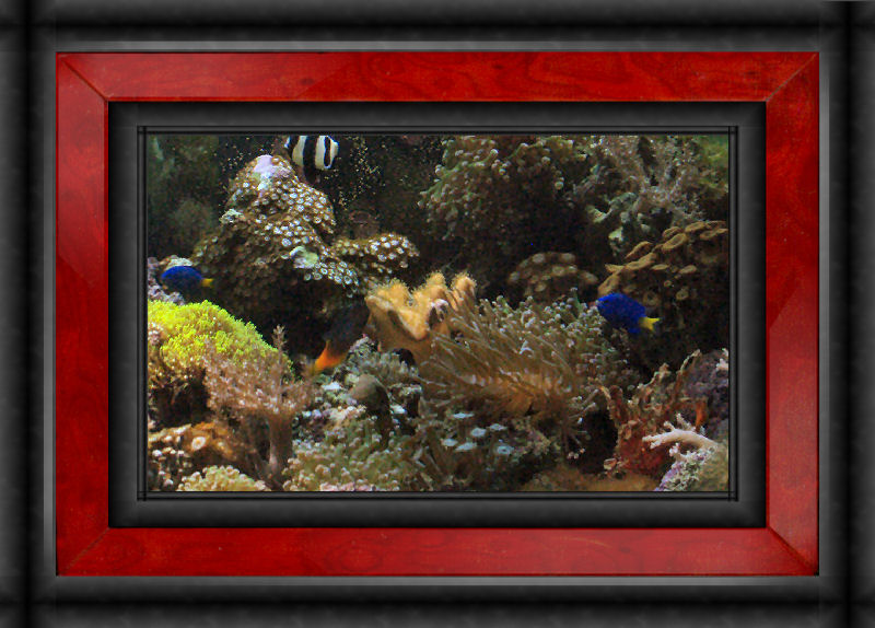 AG &quot;125&quot; AquaC EV 180, &quot;SCWD&quot;, 80 lbs lr, CoralSeaLife &quot;Moonlite&quot;...