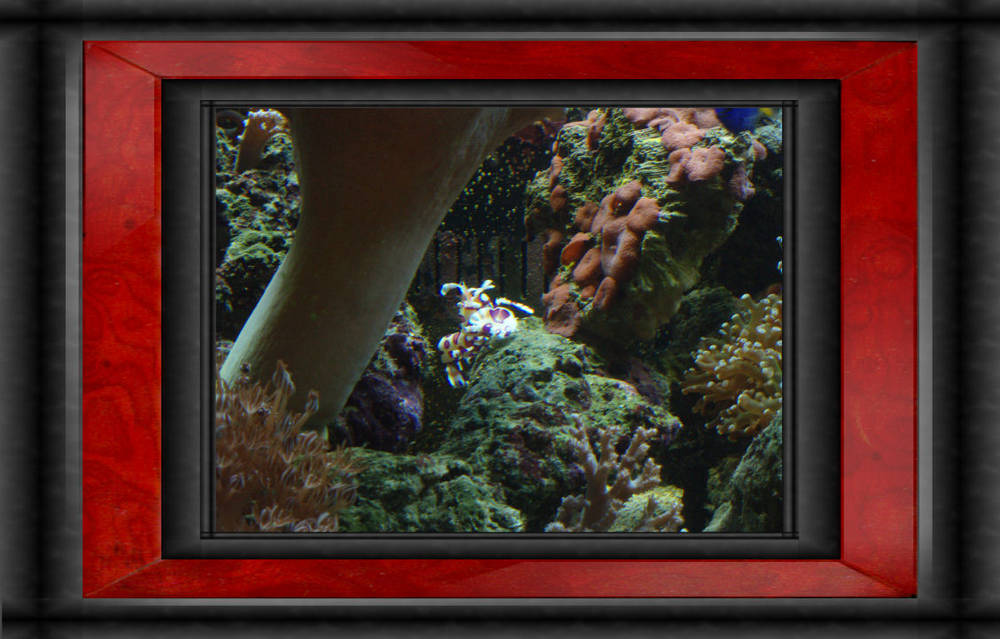 AG &quot;125&quot; AquaC EV 180, &quot;SCWD&quot;, 80 lbs lr, CoralSeaLife &quot;Moonlite&quot;...