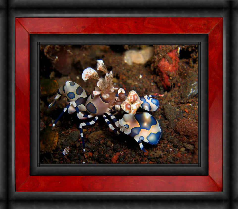 AG &quot;125&quot; AquaC EV 180, &quot;SCWD&quot;, 80 lbs lr, CoralSeaLife &quot;Moonlite&quot;...