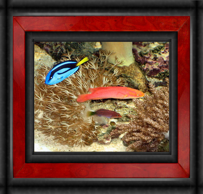 AG &quot;125&quot; AquaC EV 180, &quot;SCWD&quot;, 80 lbs lr, CoralSeaLife &quot;Moonlite&quot;...