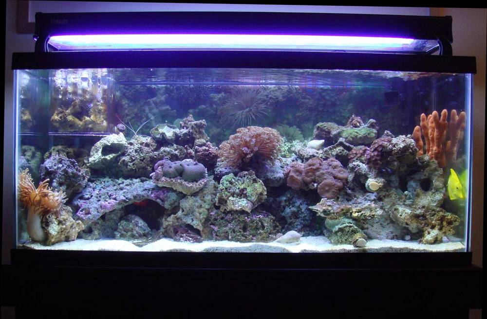 30 gal tank, Coralife light, Proclear 75gal Pro wet/dry, Marineland Canister, Rio 400 powerhead.