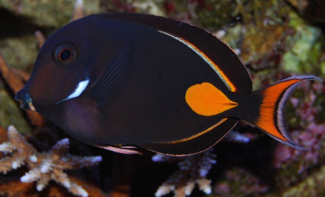 Achilles Tang