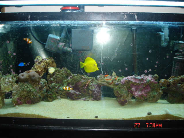 newest pics of tank