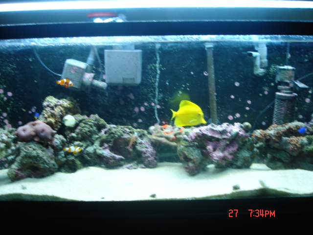 newest pics of tank