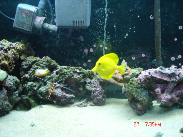 newest pics of tank