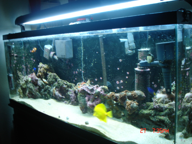newest pics of tank