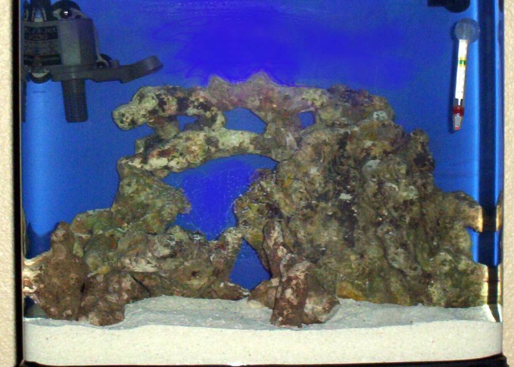 Live rock/sand added on 6/19. 10 days later, water tests show: Ammonia - 0; Nitrites - 0; Nitrates...