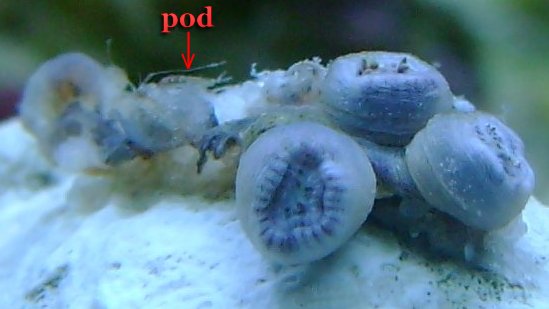 pods eating zoanthids