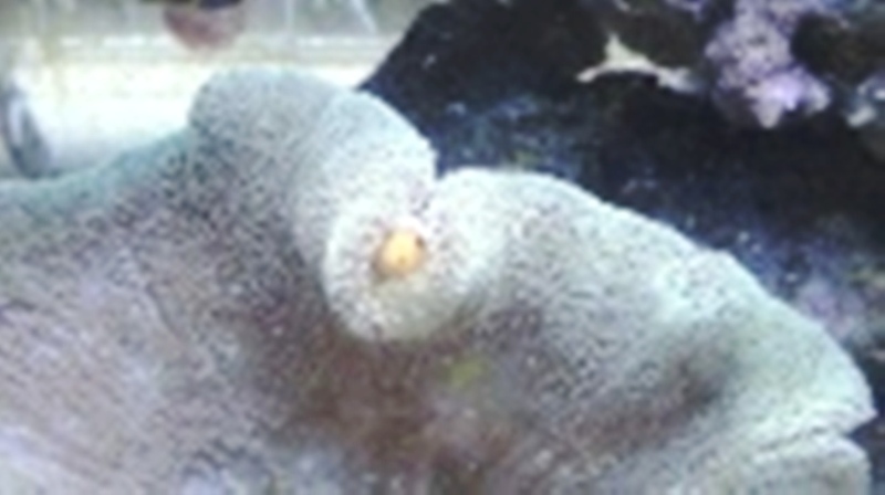 a few items in my tank