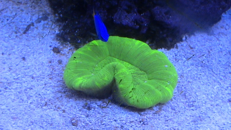 a few items in my tank