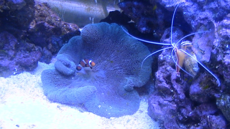 a few items in my tank
