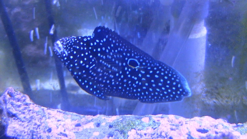 Whats in my tank