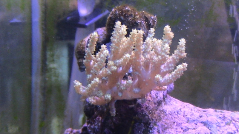 Whats in my tank