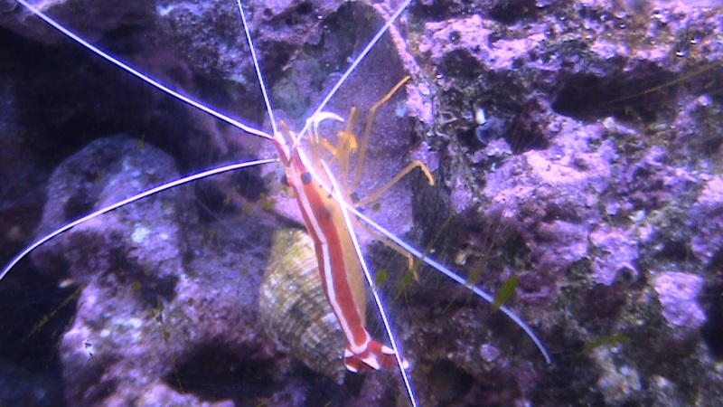 Whats in my tank