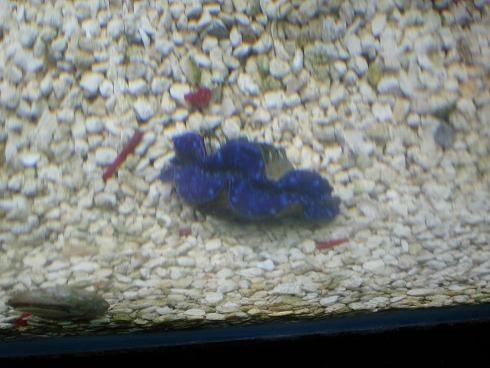 blue clam