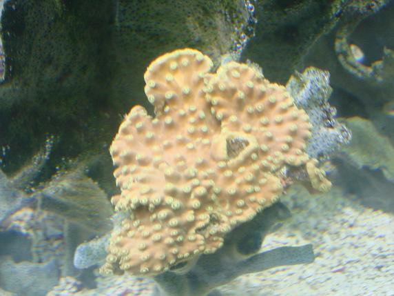 new coral