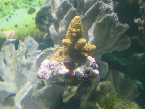 new coral