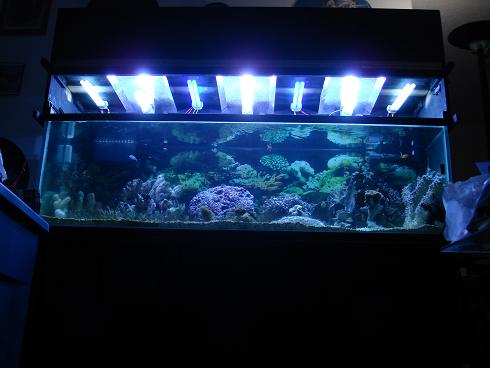 new lights 3-250 mh 4-power compacks 2-blue 2-white