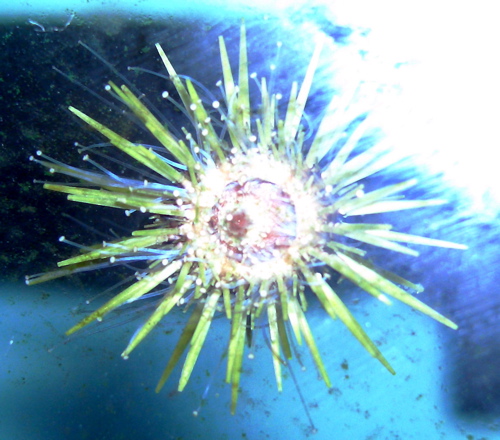 A hitchhiker from some Live Rock I purchased is cleaning the glass.  They&#039;re not particularly...