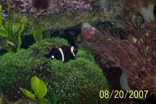maroon clown nesting in green star polyps