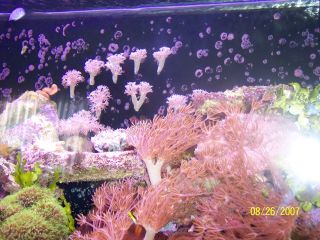 shrunking pink xenia with high ph.yellow xenia is unefected