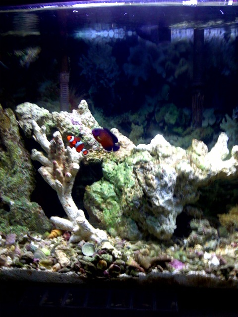 These guys are buddies, the clown and coral beauty