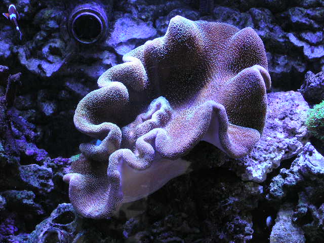 15&quot; across in 90gal.