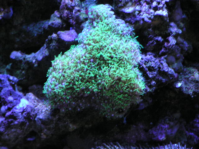 GSP