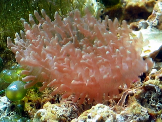 Could someone tell me what this is? It came on some LR