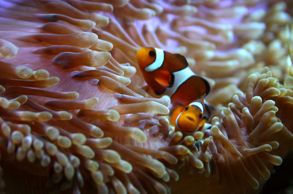 The Bulb Anemone went on the move a few days after this picture was taken. It got sucked into a...