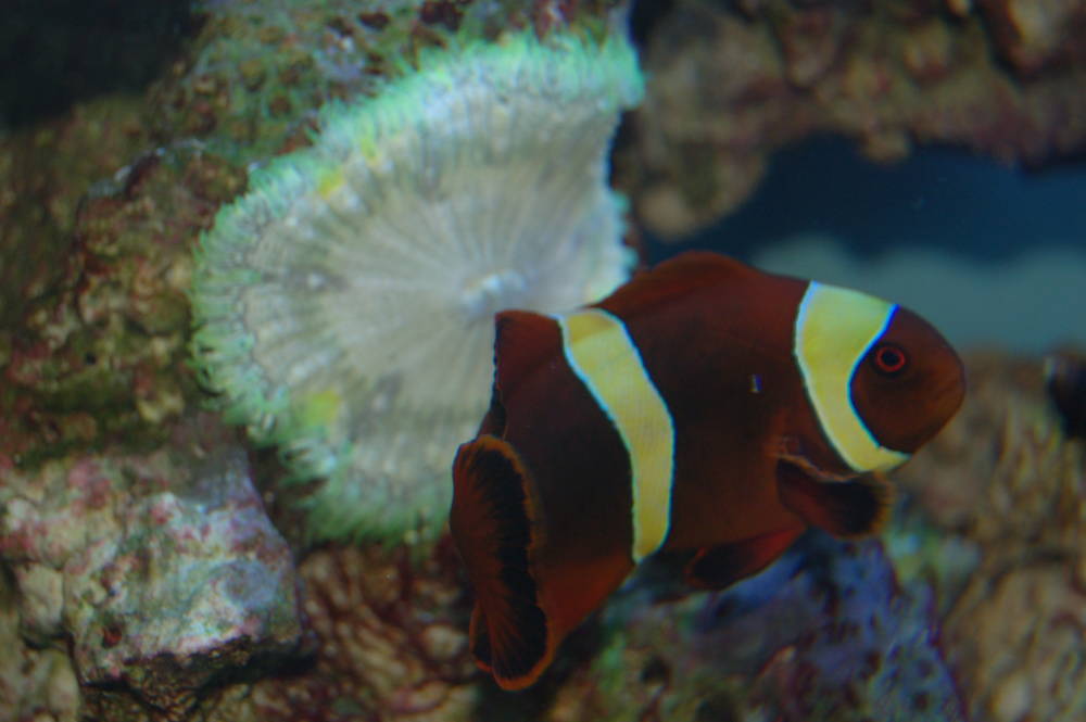 My clown will try to host with any kind of anemone.  It&#039;s tried a condylactis before, now...