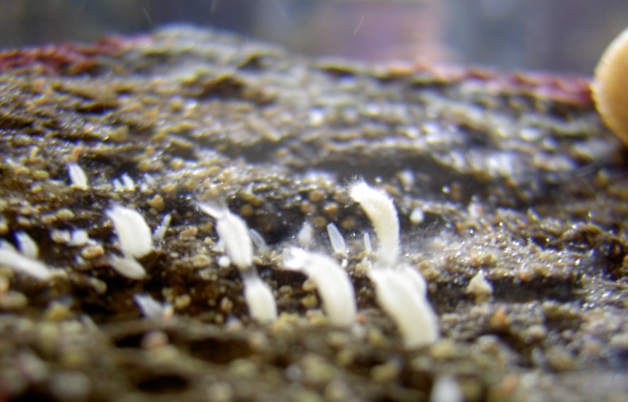I only recently noticed these very small creatures.  They live on the underside of rocks and in the...