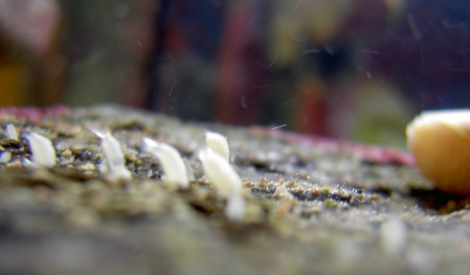 I only recently noticed these very small creatures.  They live on the underside of rocks and in the...