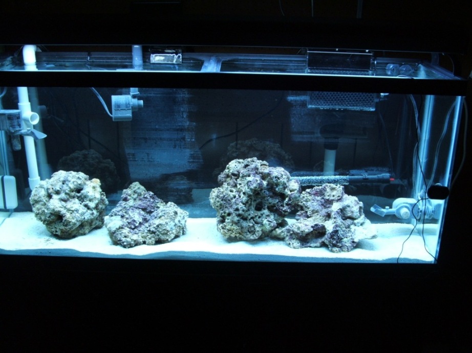 Here is my new 55G, only 2 weeks old.  My next purchases are more live rock and a black background.