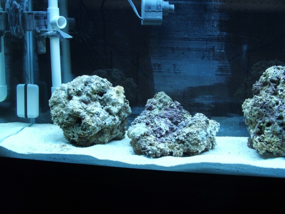 Here is my new 55G, only 2 weeks old.  My next purchases are more live rock and a black background.