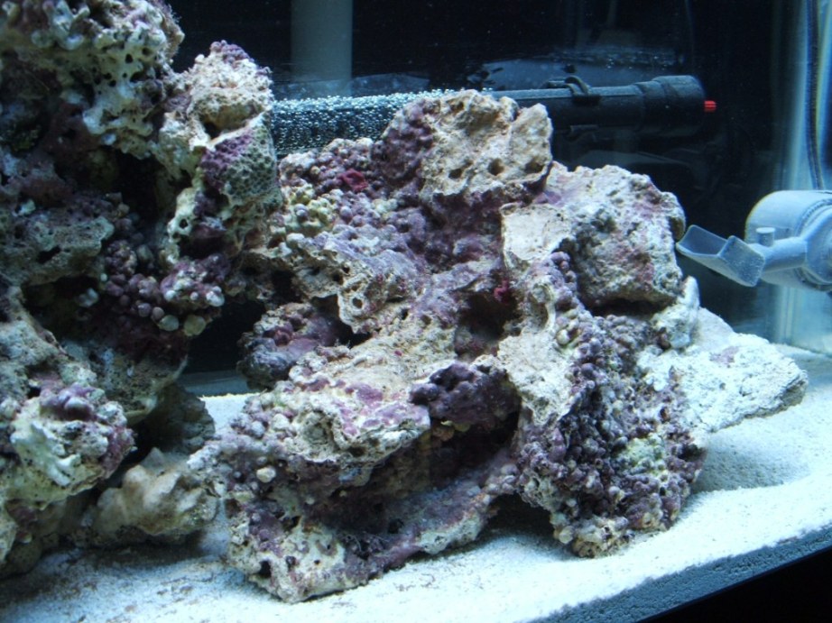 Here is my new 55G, only 2 weeks old.  My next purchases are more live rock and a black background.