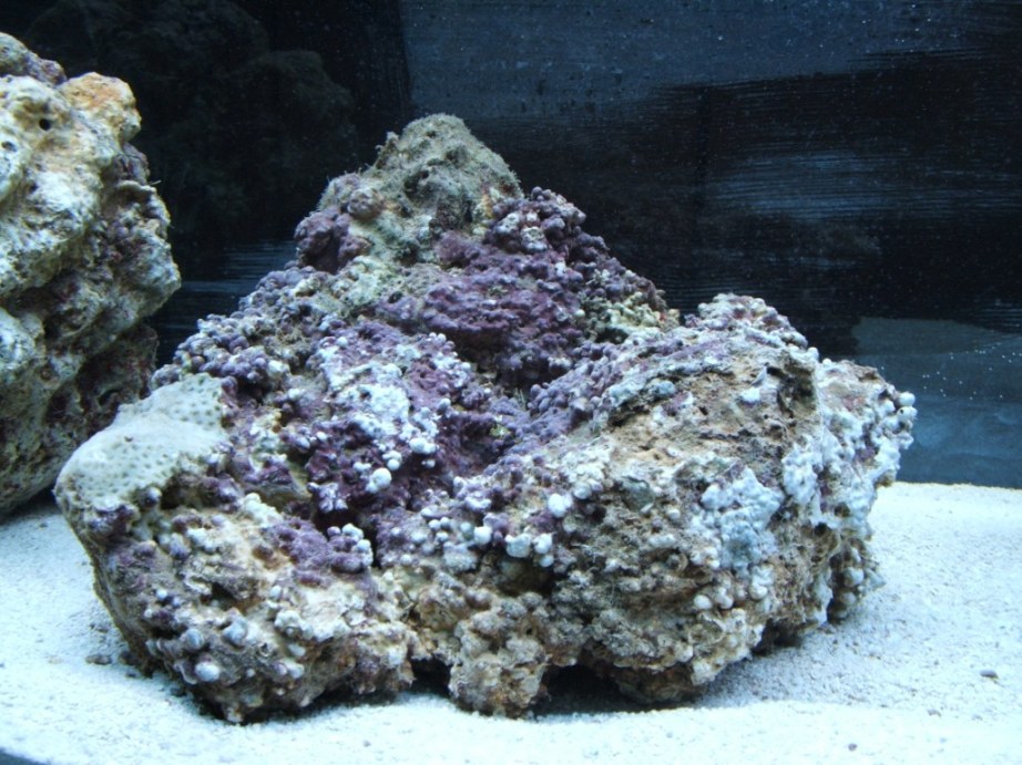 Here is my new 55G, only 2 weeks old.  My next purchases are more live rock and a black background.