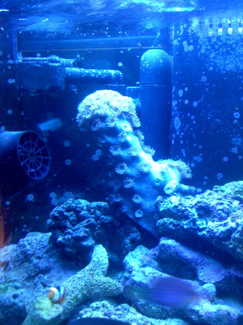 Pagoda Coral