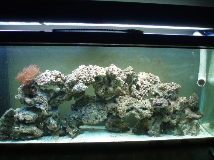 Tank set up in new house....some old rock some  new